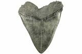 Fossil Megalodon Tooth - South Carolina #221805-2